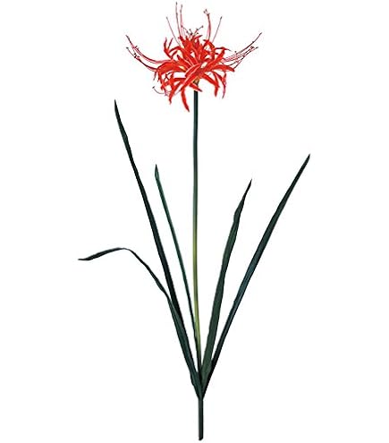 s*5様 虎 残響 赤 ヒガンバナ #172 Amazon｜Qingriver 6 本の茎 26.38インチ 曼珠沙華 インテリア